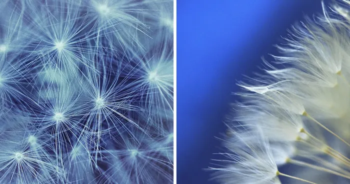 The Incredible World Of Dandelions