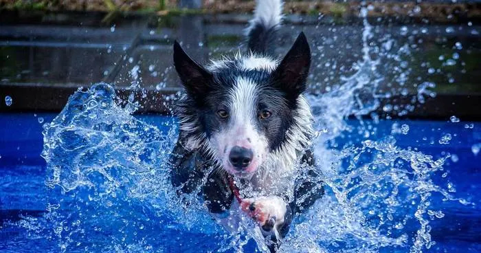 I Photograph My Young Border Collie Playing In The Water