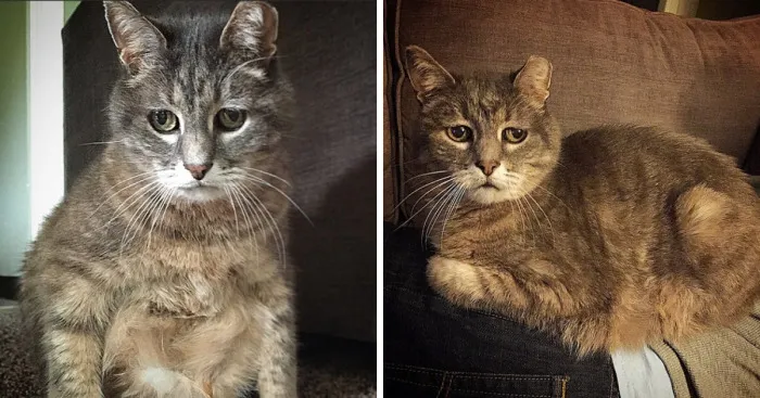 Meet America's Most Concerned Cat - Teddy
