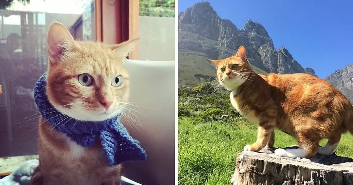 The Adventures Of Butternut The Cat