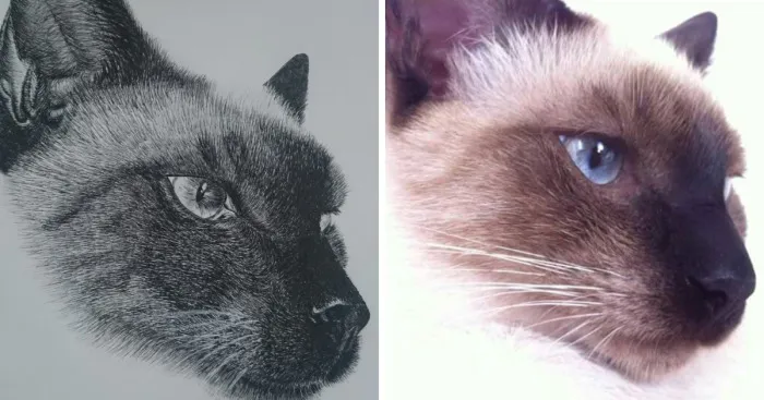 Realistic Microfiber Drawings Of My Cat