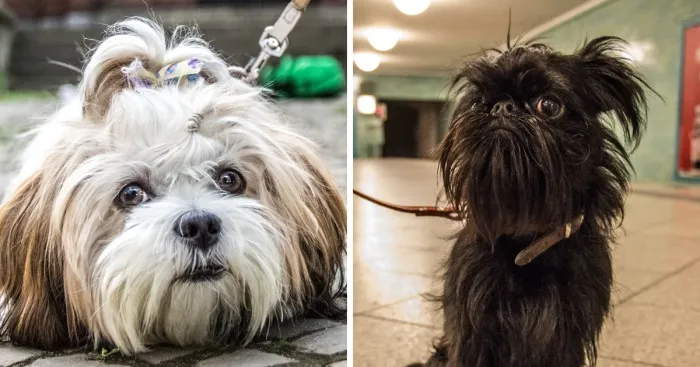 Hot Dogs: My Collection Of Cool Dogs In Their Natural Urban Habitats