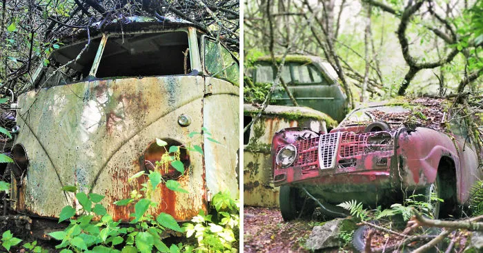 Hundreds Of Classic Abandoned Cars Hidden In Swedish Forest