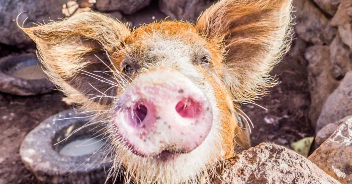 I Loved Friendly Pigs From Cabo Verde Until I Met Them Face To Face