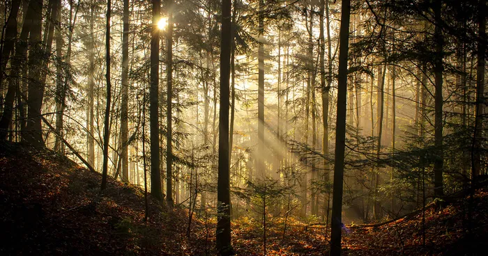 May The Forest Be With You: Post Your Favourite Pictures Of Forests