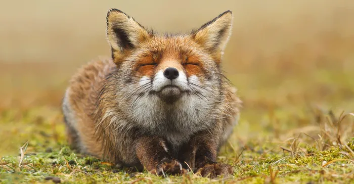 Stunning Wild Fox Photography By Roeselien Raimond