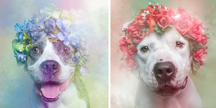 Artist Photographs Pit Bulls In Floral Crowns To Show Their Softer Side And Encourage Adoption