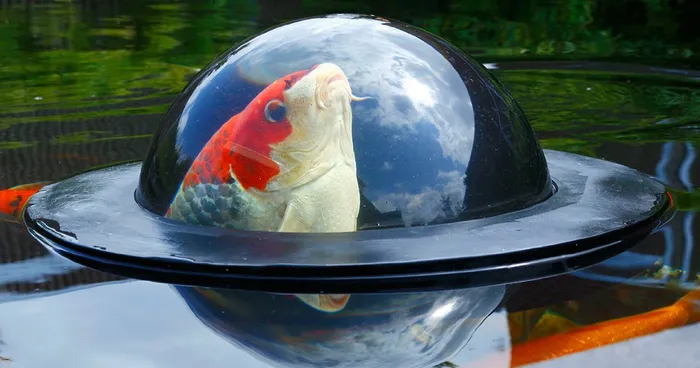 Floating See-Through Dome Lets Fish Look At The Outside World