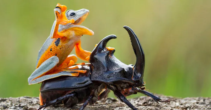 Photographer Captures World's Tiniest Rodeo:  Frog Riding  A Beetle