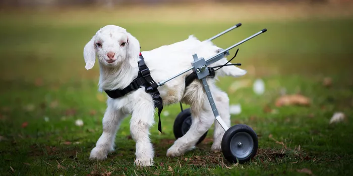 Frostie The Adorable Baby Goat Takes First Steps With Tiny Wheelchair