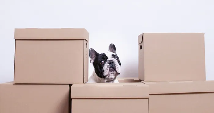 Don't Use, Love: I Created A Project To Remind People That Pets Are Not Things