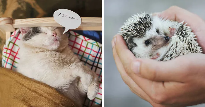 I Photograph Animals Pretending To Be Human To Make Your Week Better