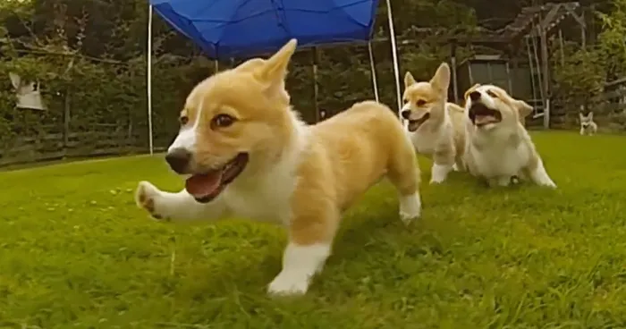 Corgi Puppies Running In Slow-Mo Will Make Your Day