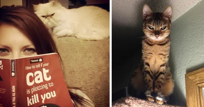 How To Tell If Your Cat's Secretly Planning To Kill You