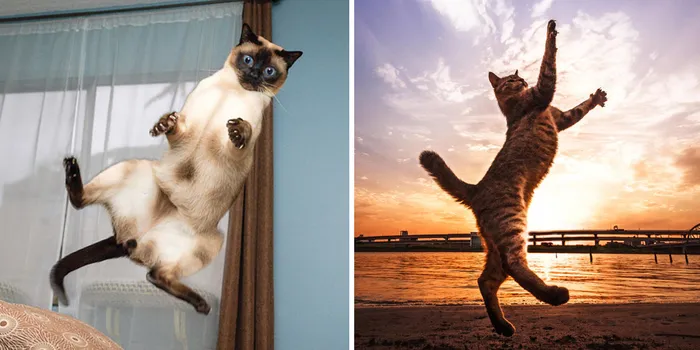 Jumping Cats At Play Look Like Ninjas 