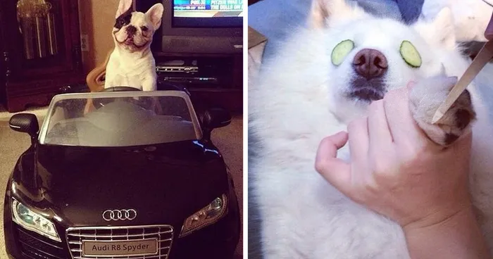 Rich Dogs Of Instagram: The Proof That Pups Live Better Than Humans