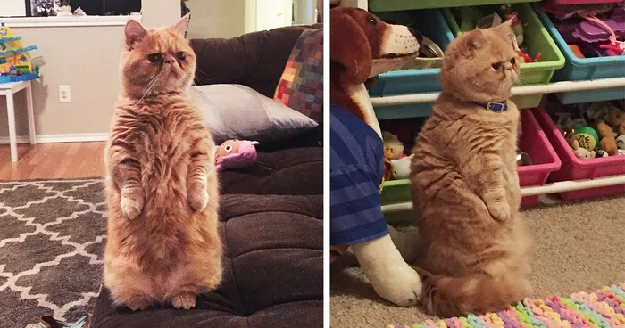 Meet George, The Human-Cat Who Prefers Standing On 2 Legs