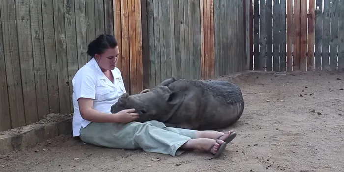 Baby Rhino Scared To Sleep Alone At Night After Losing Mother To Ruthless Poachers