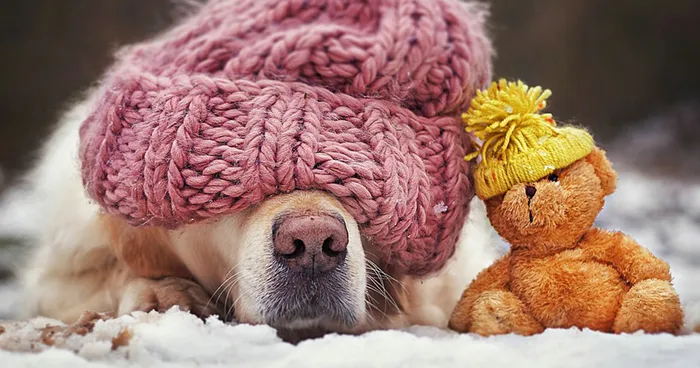 The Adventures Of Golden Retriever Mali And His Teddy Bear