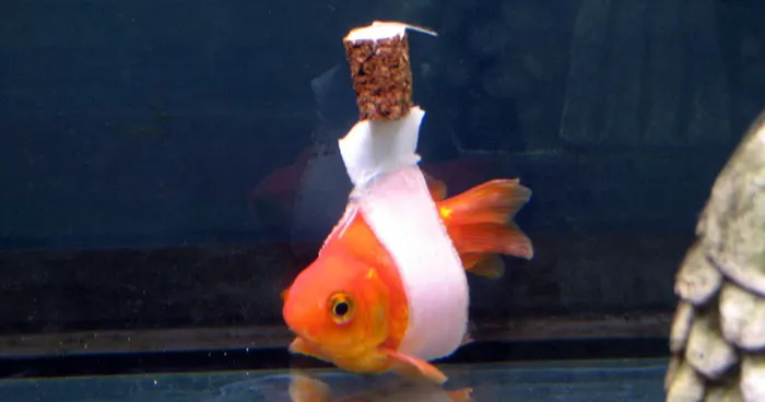 Goldfish Owner Makes A Cork 'Wheelchair' To Help His Sick Fish Swim Upright