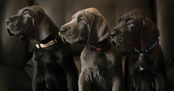 What Happens When Three Adorable Great Dane Puppies Pose