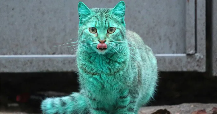 This Stray Cat Accidentally Turned Itself Green 