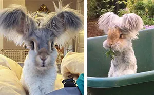 Meet Wally, The Bunny With The Biggest Wing-Like Ears