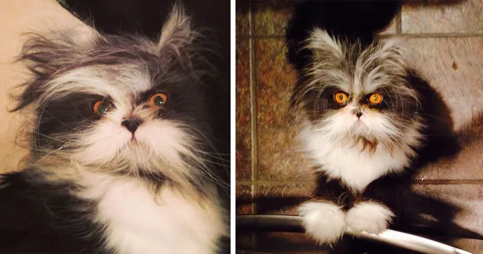 Atchoum: The Cat Whose Death Stare Will Devour Your Soul