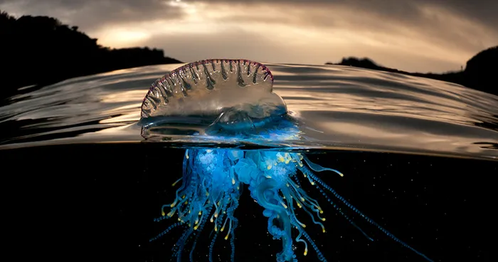 A Parallel Universe: My Half-Underwater Pics Show What Hides Beneath The Waves