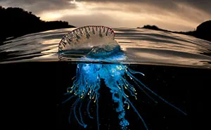 A Parallel Universe: My Half-Underwater Pics Show What Hides Beneath The Waves