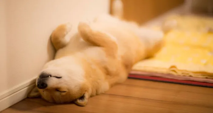 Meet Maru, The Smiliest Dog In Japan