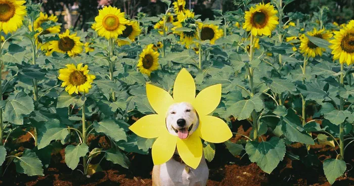 Dog Rescued From Streets Beats Cancer And Becomes Happiest Dog Ever