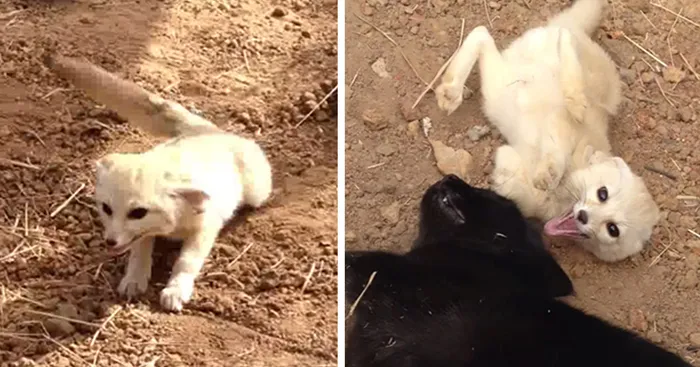 Rescued Fennec Fox Reunites With Its Best Friend - A Cat