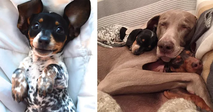 A New Puppy Joins The Adorable Doggie Duo Of Harlow &  Indiana
