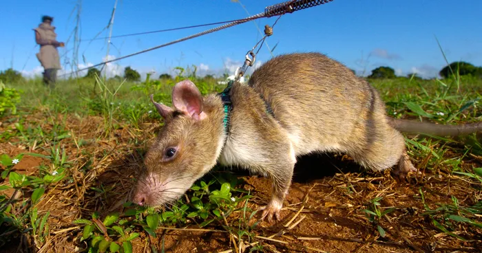 Heroic Rats Sniff Out Landmines In Africa, Could Save 1,000s Of People Worldwide
