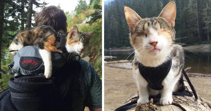 Meet Honey Bee, Our Rescued Blind Cat Who Loves Hiking With Us