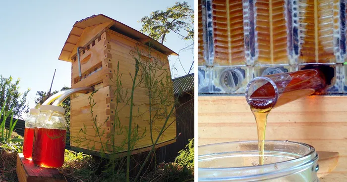 New Beehive Lets You Harvest Honey Automatically Without Disturbing Bees