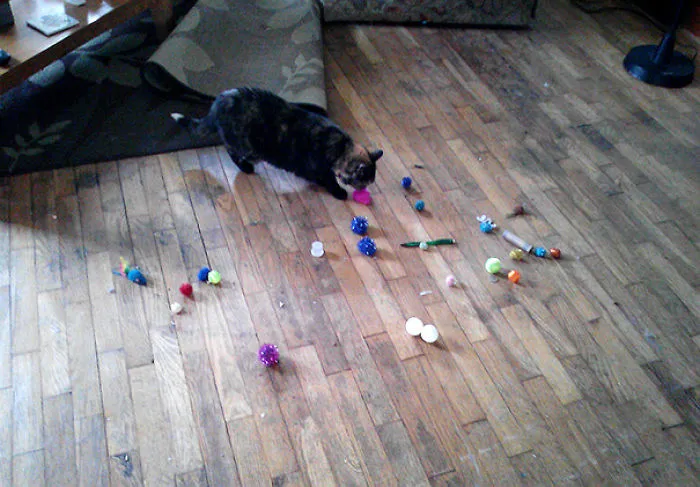 I Moved The Couch Today- I Think My Cat May Have Some Hoarding Issues