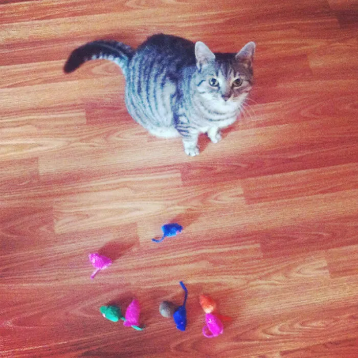 Rolled Her Mouse Under The Couch. Turns Out, That's Where All Her Mice End Up