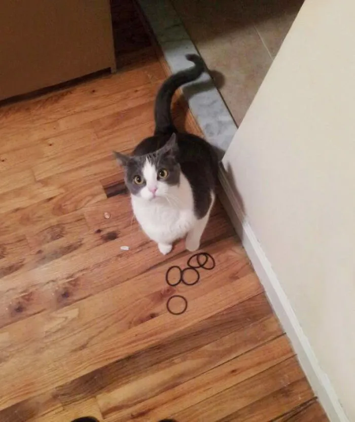 Hoarder Cat