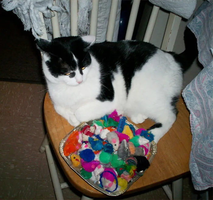 Moved The Hide-a-bed And Found Where All The Cat Toys Went