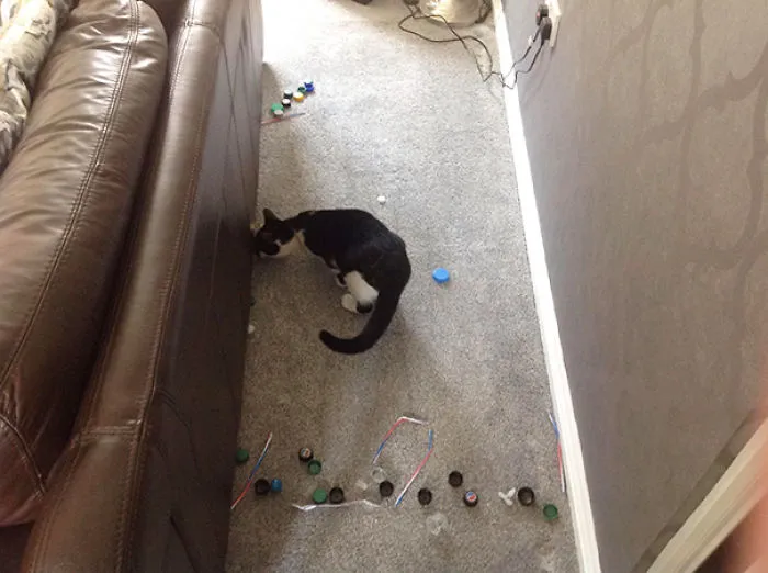 The Cat Is Delighted We Moved The Couch So He Could Get At His Stash