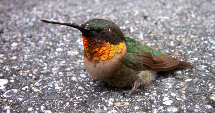 This Little Guy Crashed Into Our Window