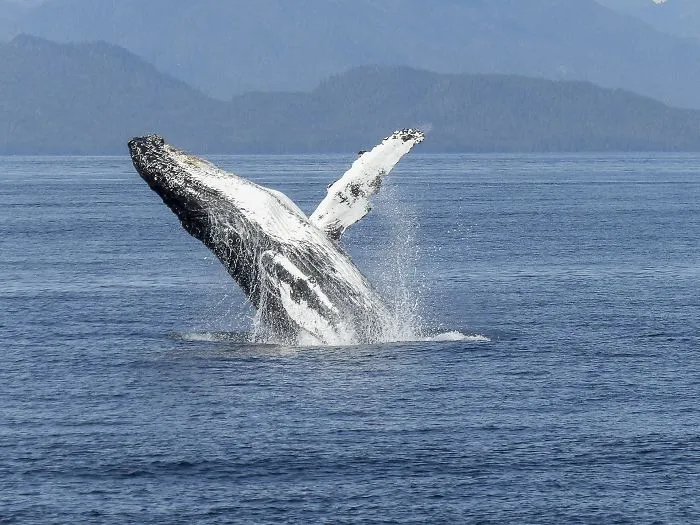 Whale
