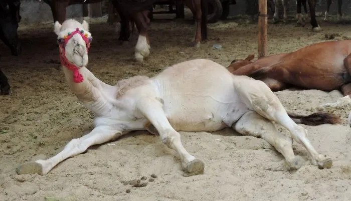 Humphrey.. Our "french Lady" Camel At Prince Fluffy Kareem  :-)