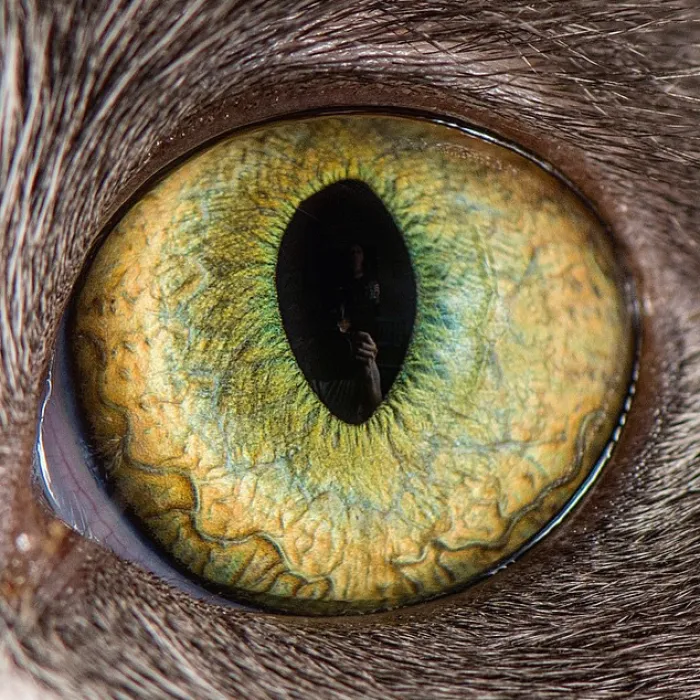 Cat Eyes