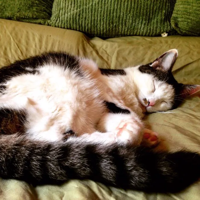 My Cat