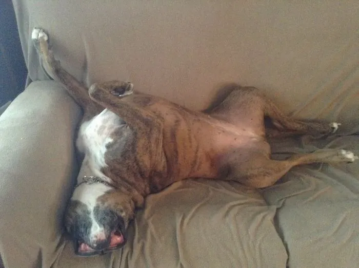 Draw Me Like A French Boxer !