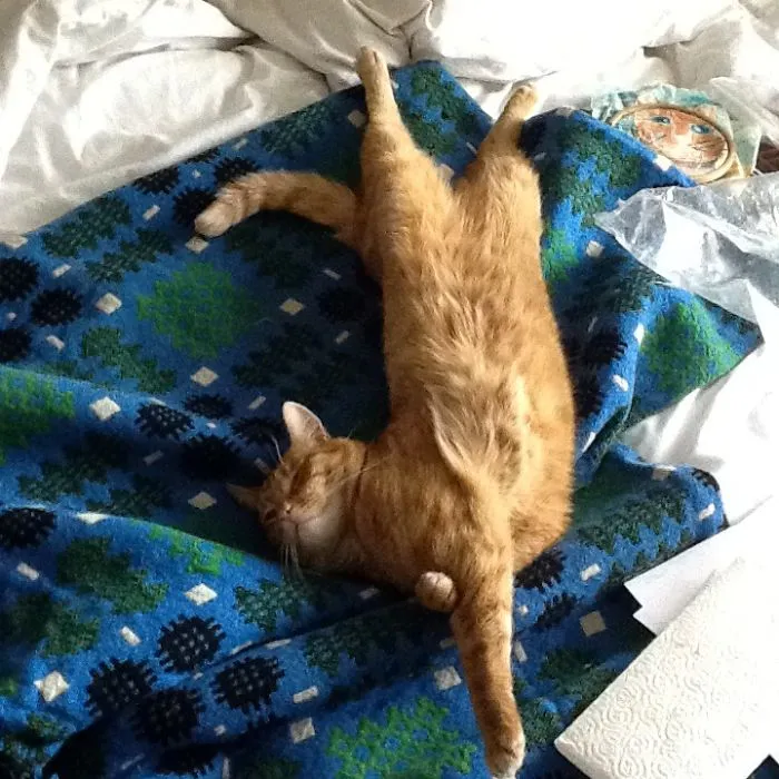 Puss Puss
