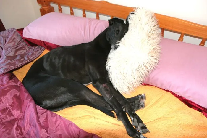 50 Sleepy Dogs Who're Definitely Not Letting You Sleep In Your Bed Tonight